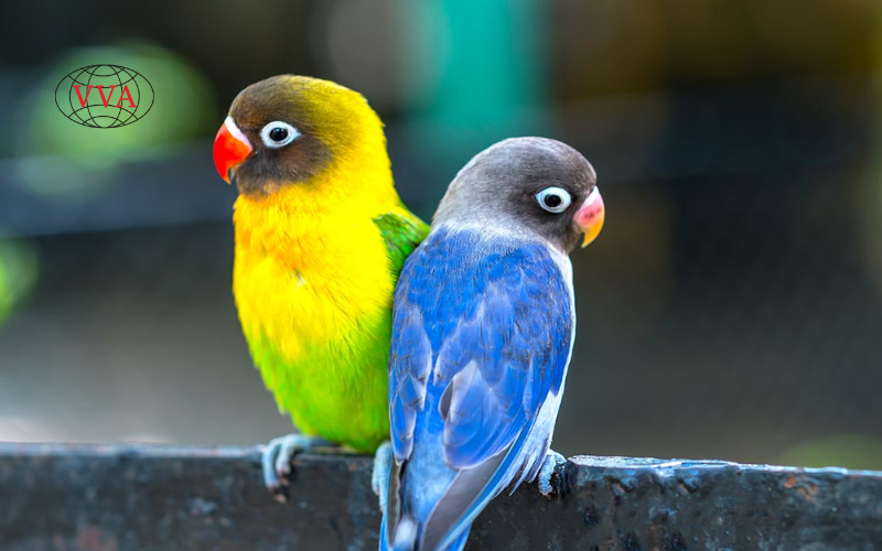  Cách Chăm Sóc Vẹt Lovebird Cho Người Mới — Hướng Dẫn Đầy Đủ